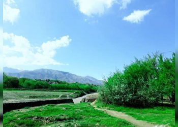 گروه طالبان ۴ نظامی پیشین را در پروان به قتل رساندند