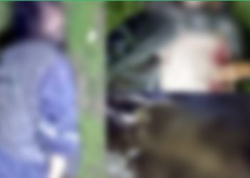 گروه طالبان ۴ تن را به اتهام دزدی در پروان به قتل رساندند