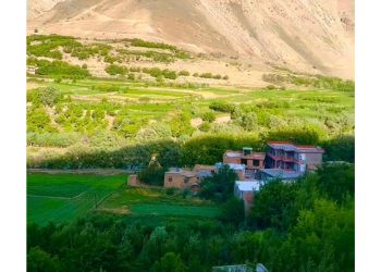 تا جُنینی، کار خون آشامی است